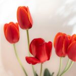 tulips